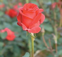 ң�س����齫���۸���Ƶ����ʡ�����˵��飺������������������������...